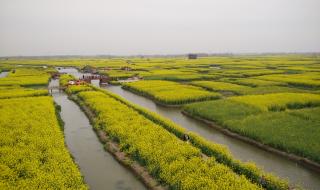 兴化油菜花开花时间